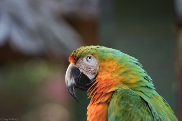 Green and Yellow Macaw
Sarasota Jungle Gardens
Sarasota FL